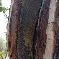 عسل خالص طبیعی