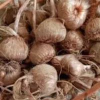 پیاز زعفران