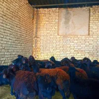 بره ماده قره قزل و قزل افشار اصل آبستن