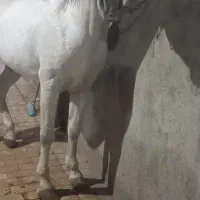 اسب|اسب و تجهیزات اسبسواری|اردکان, |دیوار