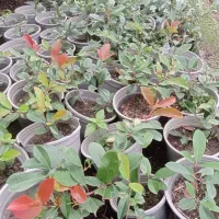 فتونیا سطل 7