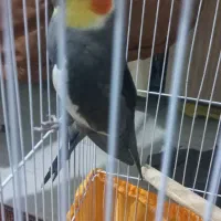 عروس نر سخنگو