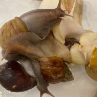 حلزون مولد اچاتینا گوشت سفید و گوشت مشکی