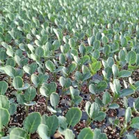 فراسوی|گل و گیاه طبیعی|شیراز, لاله|دیوار