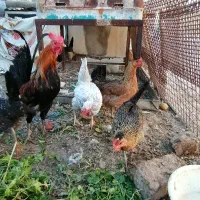 مرغ و خروس لری