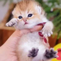 گربه تمام نژاد ها حراج واقعی
