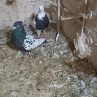 سلام  دوتا کفتر سینه سیاه نر  طوقی  ماده