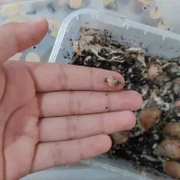 جوجه حلزون برای کار در منزل|خزنده|کرج, عظیمیه|دیوار