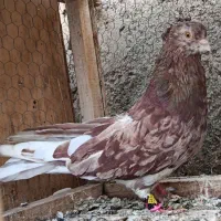 کبوتر  سیاتی سمن‌اتشی|پرنده|کرمانشاه, |دیوار