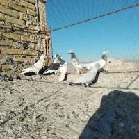 کفتر خوشگل ضربه|پرنده|سبزوار, ایزی شهر|دیوار