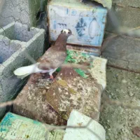 کفتر پرشی جوجه