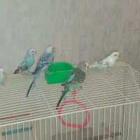 فروش‌ومعا‌وظه‌با‌عروس‌هلندی‌ماده|پرنده|مشهد, فرهنگ|دیوار