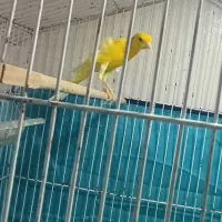 دو جفت قناری اورجینال