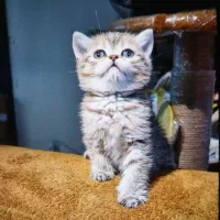 استخدام فروشنده با تجربه در حوزه حیوانات خانگی