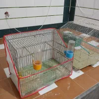 قفس پرنده نو درحد تعدادی هست|لوازم جانبی حیوانات|دوگنبدان, |دیوار