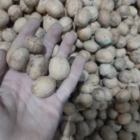 گردو|خوردنی و آشامیدنی|سیمکان, |دیوار