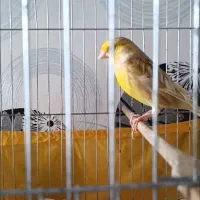 قناری اروپایی