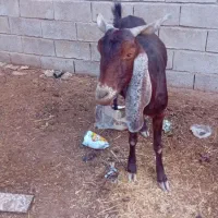 شادگان|حیوانات مزرعه|شادگان, |دیوار