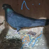 کفتر زاغ آبادانی وسبز کاکلین