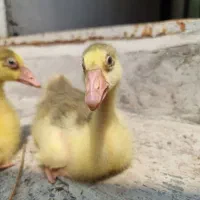 دو عدد جوجه غاز