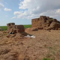 کاه قارچی ریگ یکجا ۶۰۰ عدد