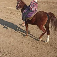 مادیان خالص ایرانی|اسب و تجهیزات اسب‌سواری|چمران, |دیوار