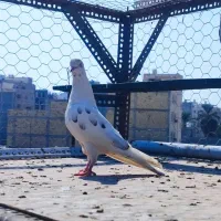 کفتر خال پیس غریب گیری