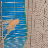 قناری خوبو|پرنده|مرودشت, مختارآباد|دیوار