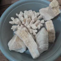 لوازم آکواریوم|ماهی|میاندوآب, |دیوار