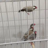 فنچ نرگسی