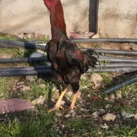 تخم نطفه داری لاری