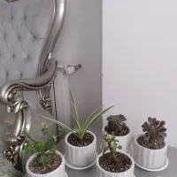 گل و گیاه|گل و گیاه طبیعی|قم, بنیاد|دیوار