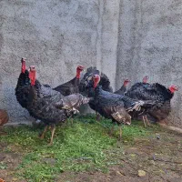 بوقلمون محلی|حیوانات مزرعه|کرج, اخگرآباد|دیوار