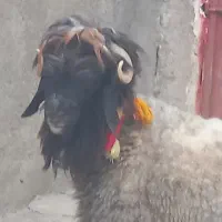 شیشک قوچ