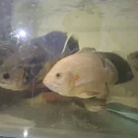 ماهی اسکار|ماهی|مشهد, امیرآباد|دیوار