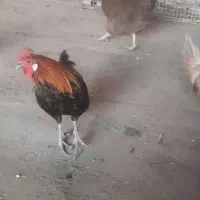 مرغ وخروس فونیکس|حیوانات مزرعه|قم, شهدا|دیوار