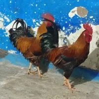 شادگان دارخوین