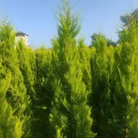 لاوسون یاس هلندی تاکسوز کاج طلایی گل و گیاه.|گل و گیاه طبیعی|چابکسر, |دیوار