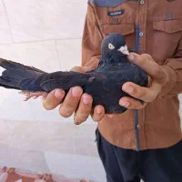 نر سیاه هندی در رامشیر