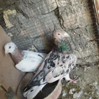 کبوتر سرور