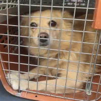 واگذاری سگ پامرانین اشپیتز|سگ|کرمان, |دیوار