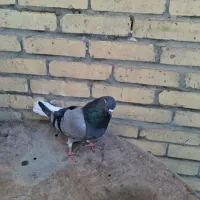 نر پر دمسفید