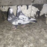 کفتر سینه|پرنده|شیراز, نصر|دیوار