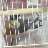 پرنده