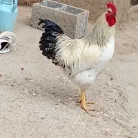 خروس محلی سالم و سرحال با خروس سیاه هم معاوضه دارم