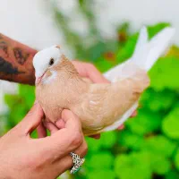 کفتر شازده زرد و هما ماده