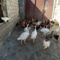 مرغ و خروس محلی|حیوانات مزرعه|بیستون, |دیوار
