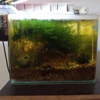 آکواریوم طبیعی همراه میگو یا شیریمپ