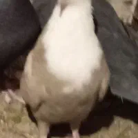 کبوتر ریش زرد کاکل گلاب