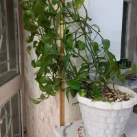 گل آپارتمانی